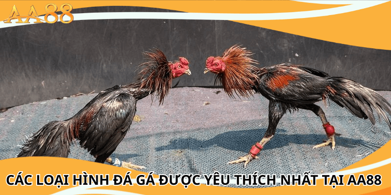 Các loại hình đá gá được yêu thích nhất tại aa88