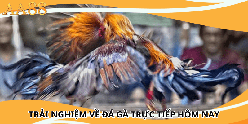 trải nghiệm về Đá Gà Trực Tiếp Hôm Nay
