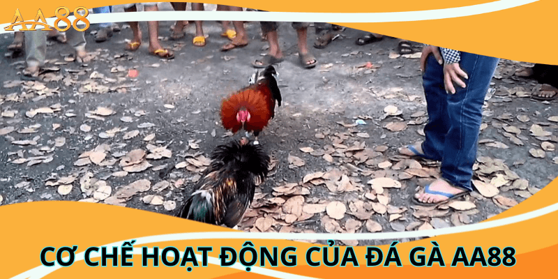 Cơ Chế Hoạt Động Của Đá Gà aa88
