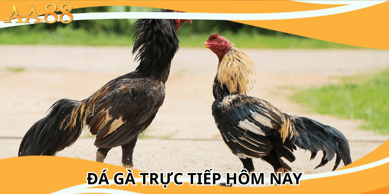 đá gà trực tiếp hôm nay tại aa88